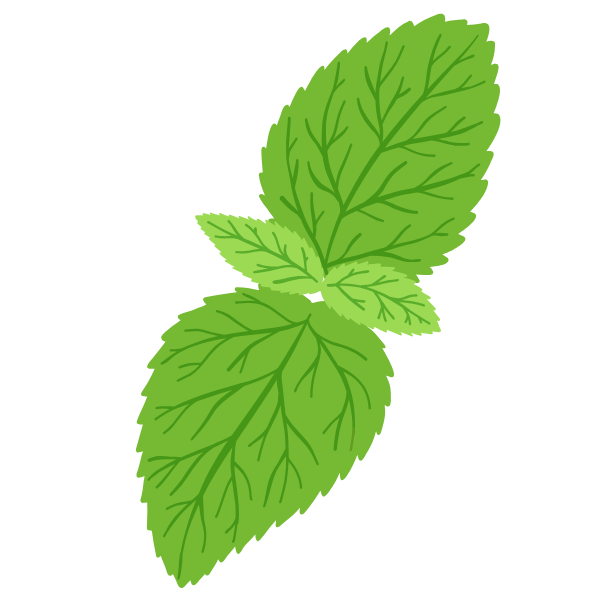 lemon verbena plant illustration